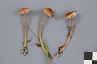 Hygrocybe laeta var. laeta image